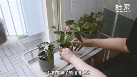 室內 觀葉植物|超簡單植栽佈置術！介紹 8 款室內觀葉植物，搭配質感雜貨佈置成。